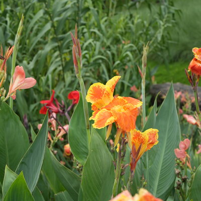 Yongnuo YN35mm F1.8S DA ART comparison sample